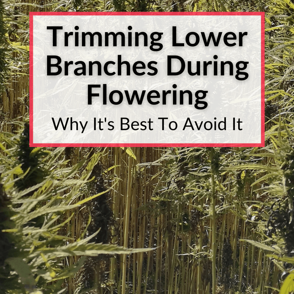 Trimming Lower Branches During Flowering (Why It's Best To Avoid)