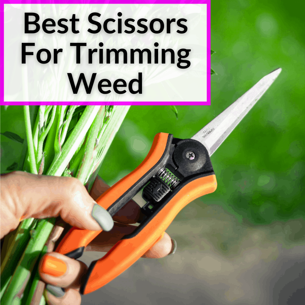 Best Scissors For Trimming Weed (Reviews And Buying Guide)