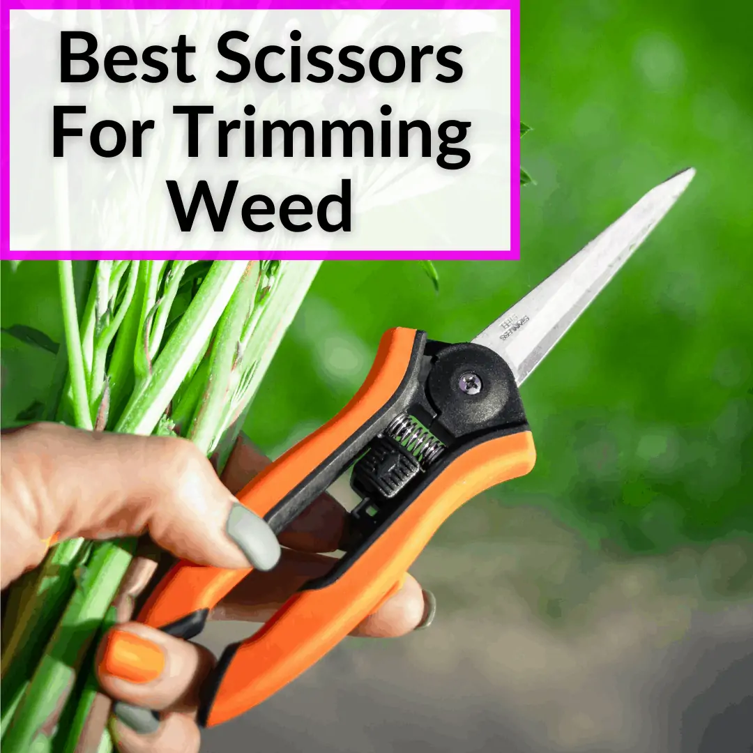 Best Scissors For Trimming Weed