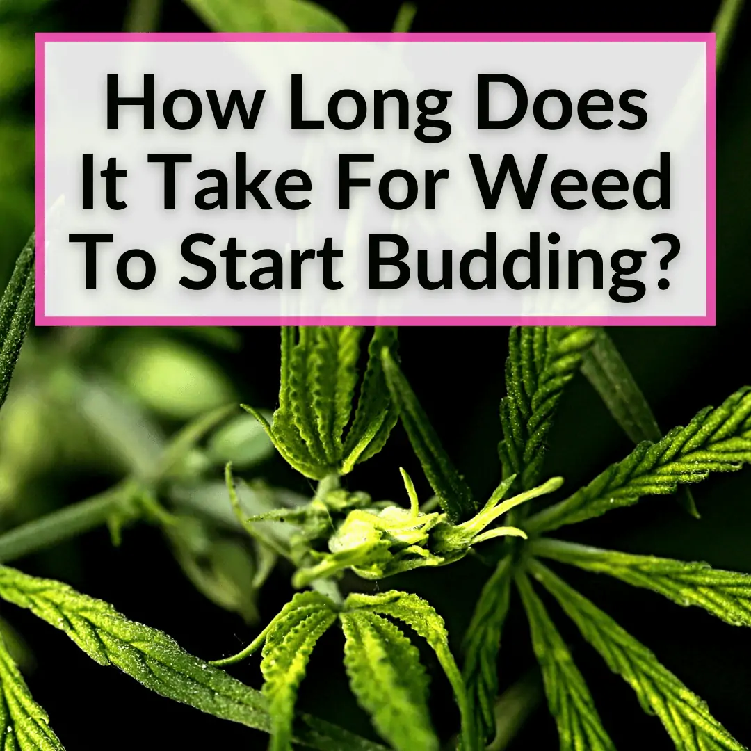 How Long Does It Take For Weed To Start Budding