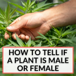 How To Tell If A Plant Is Male Or Female