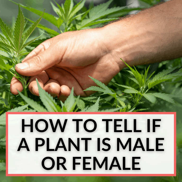 Can You Use Regular Light Bulbs As Grow Lights?