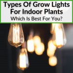 Types Of Grow Lights For Indoor Plants