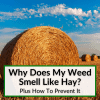 Why Does My Weed Smell Like Hay