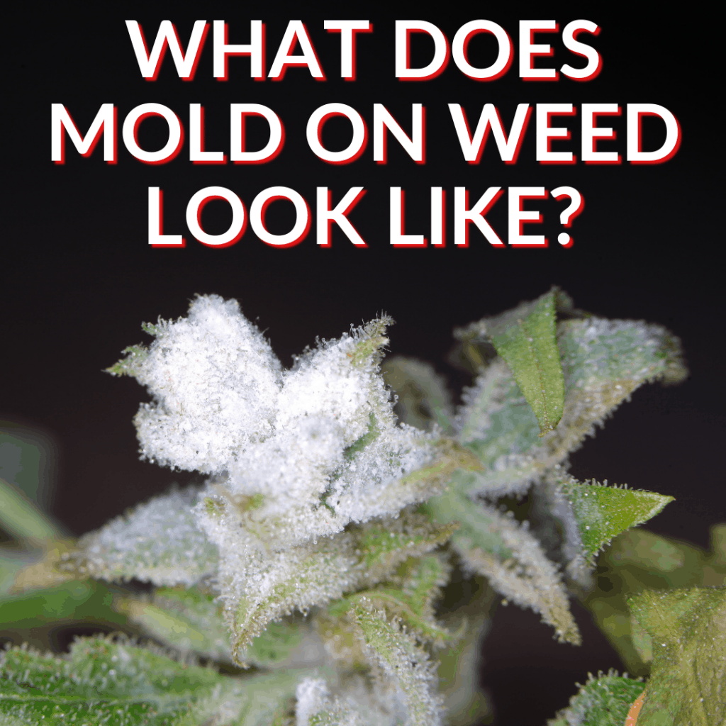 what-does-mold-on-weed-look-like-plus-prevention-tips