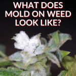 What Does Mold On Weed Look Like