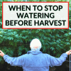 When To Stop Watering Before Harvest