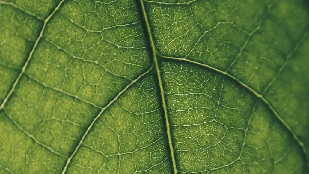 Chlorophyll in leaf