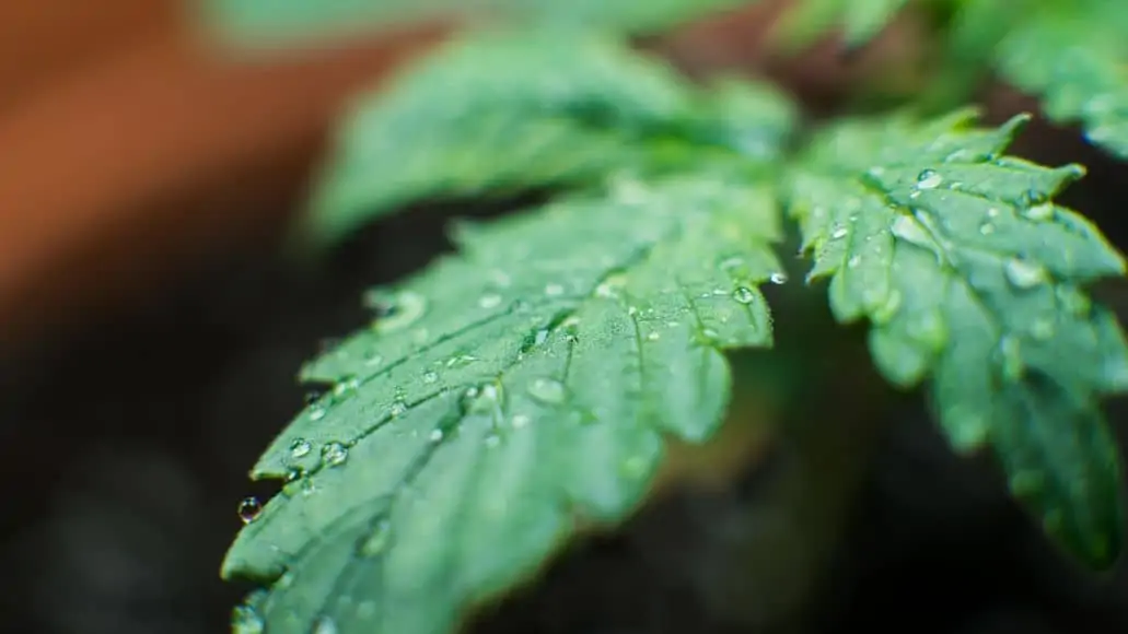 water on marijuana leaf