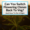 Flowering Clones Back To Veg