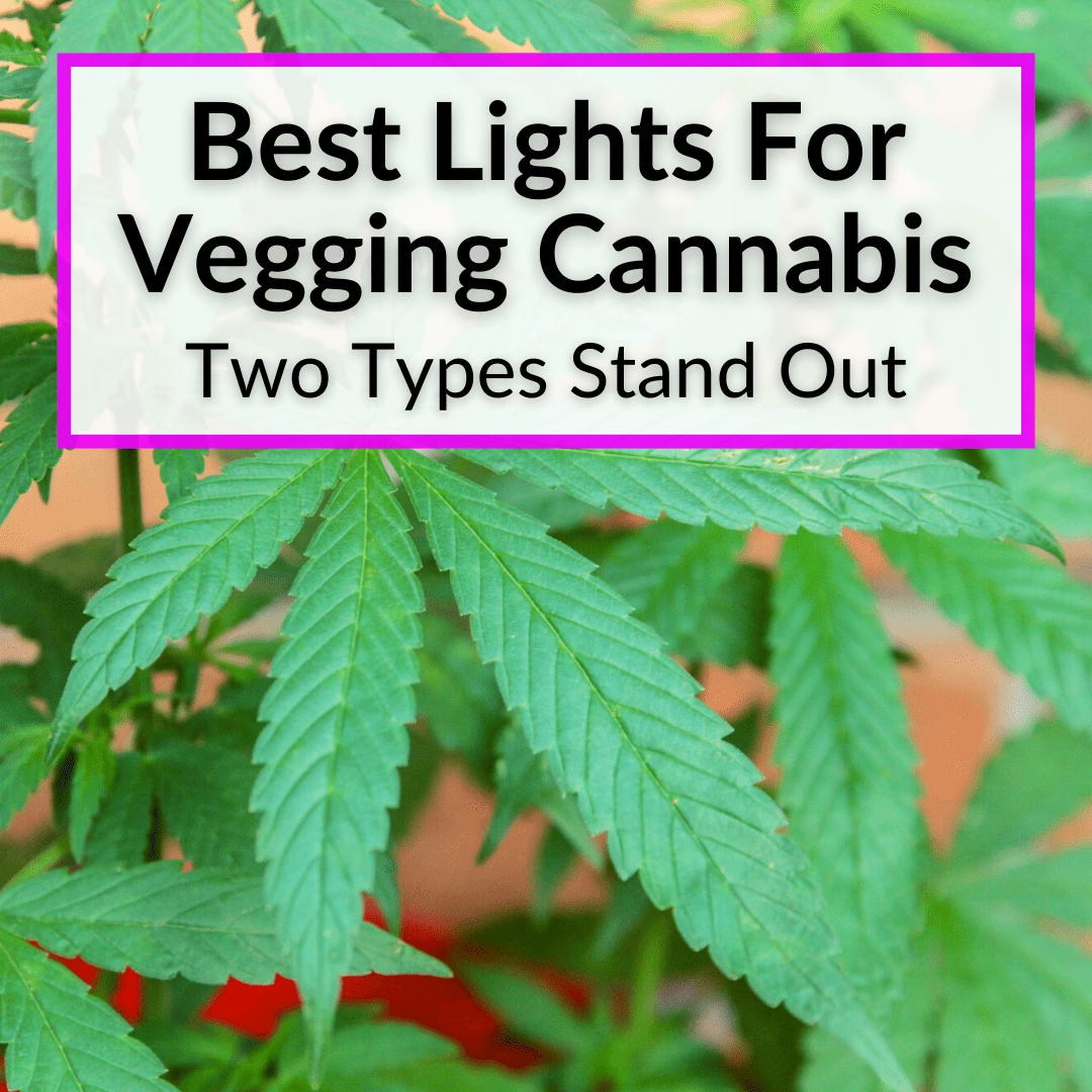 Best Lights For Vegging Cannabis (Two Types Stand Out)