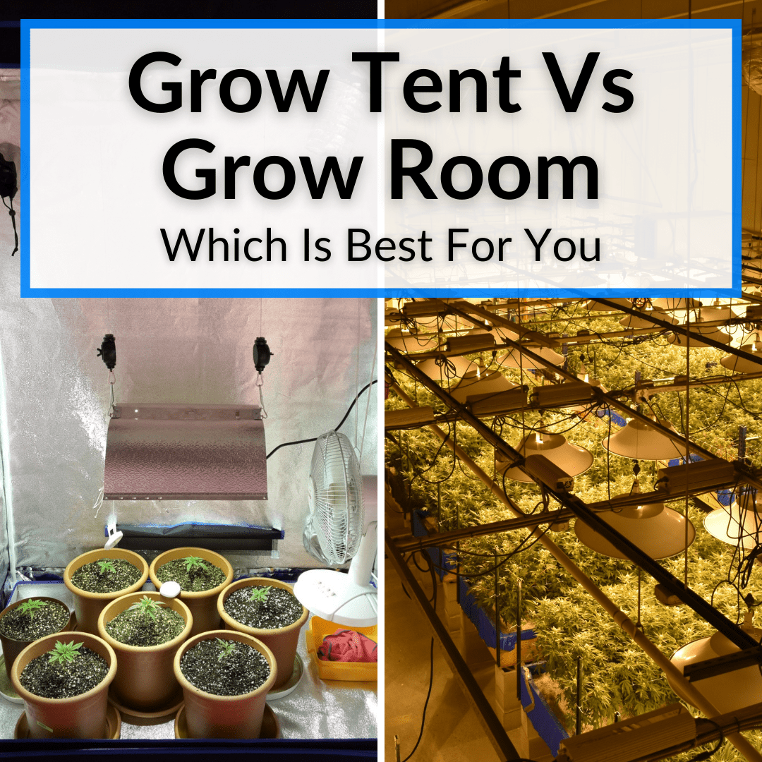 Grow Tent Vs Grow Room