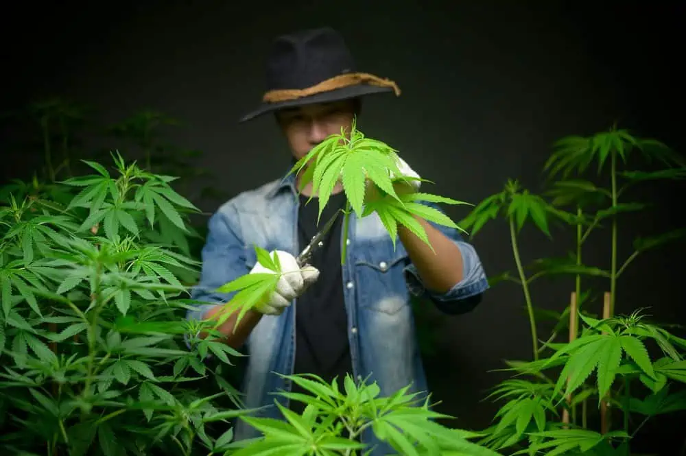 homme taillant des plants de cannabis
