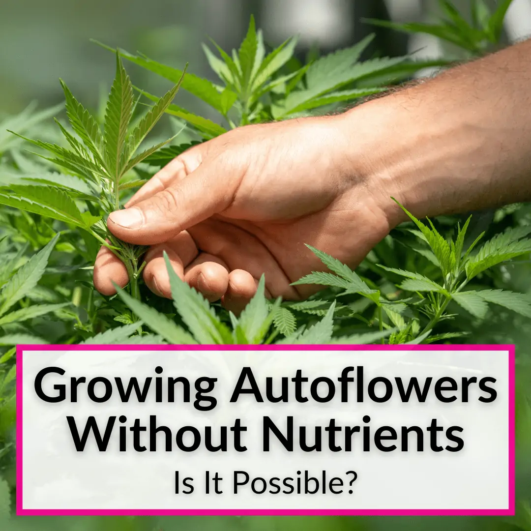 Growing Autoflowers Without Nutrients