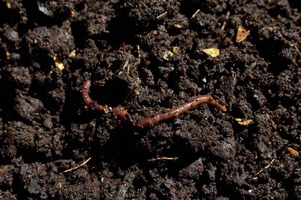 earthworm in organic soil