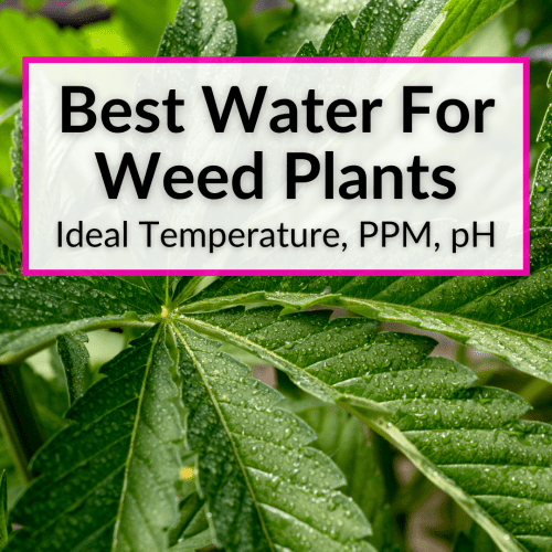 Best Water For Weed Plants (Ideal Temperature, PPM, pH)