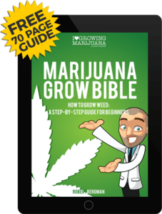 Marijuana Grow Bible by Robert Bergman