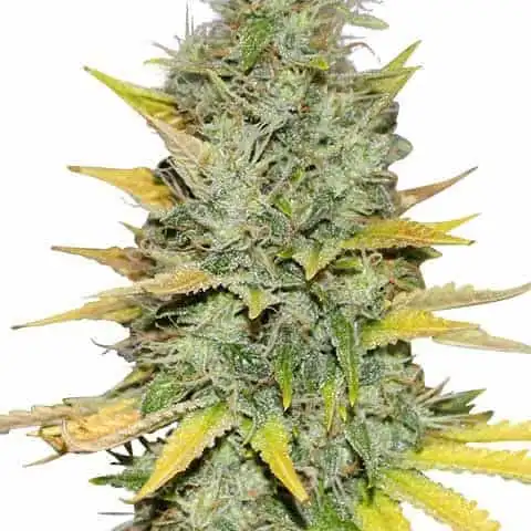 ILGM High Yield Seeds