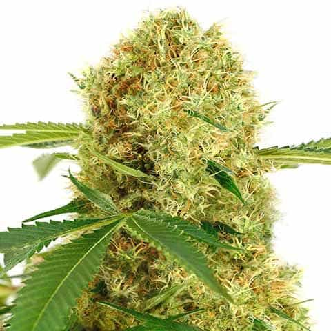 Autoflowering Cannabis Seeds From ILGM