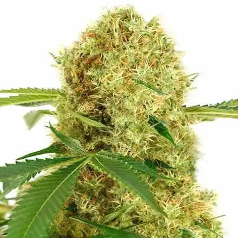 Indica Cannabis Seeds From ILGM