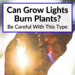 Can Grow Lights Burn Plants