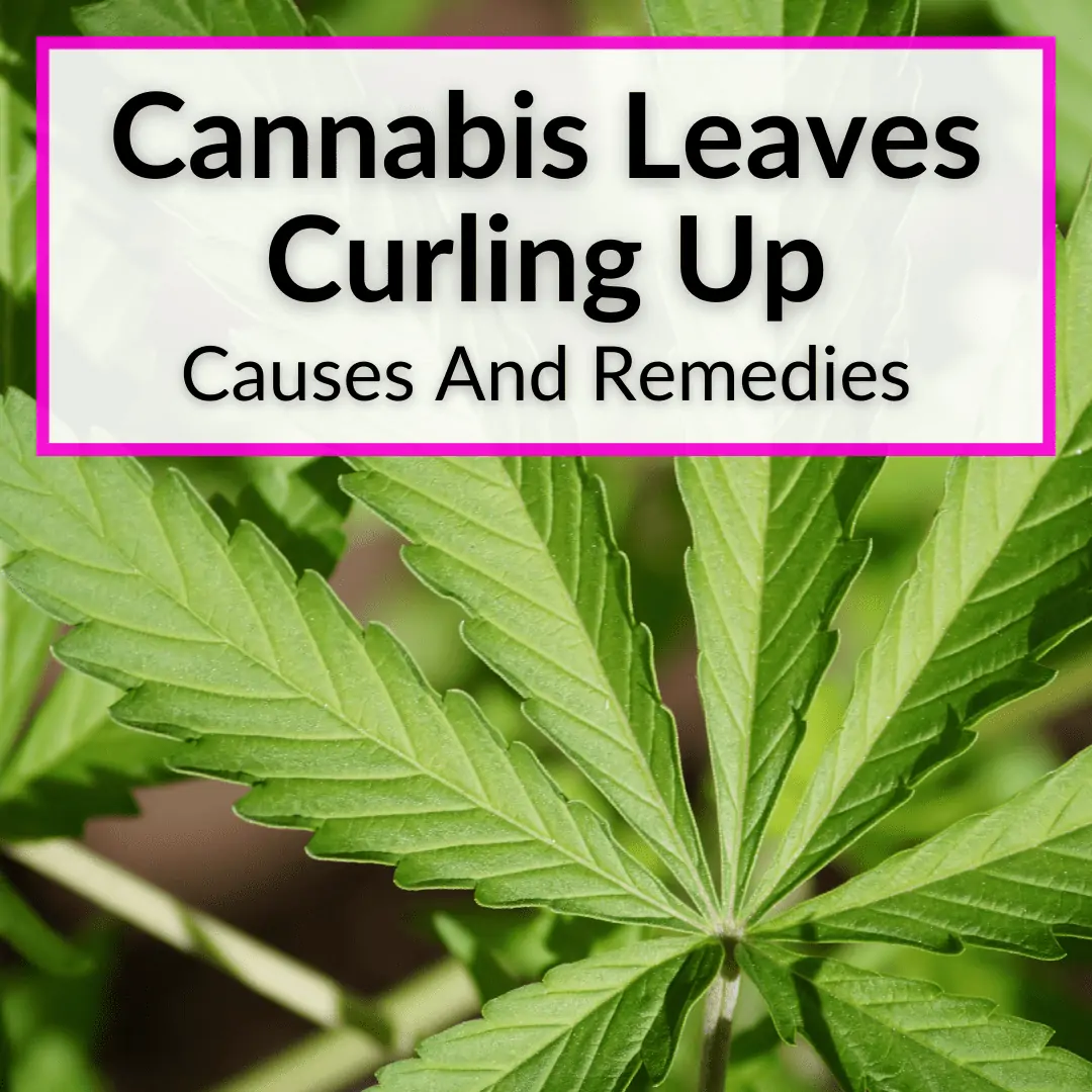 Cannabis Leaves Curling Up