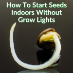How To Start Seeds Indoors Without Grow Lights