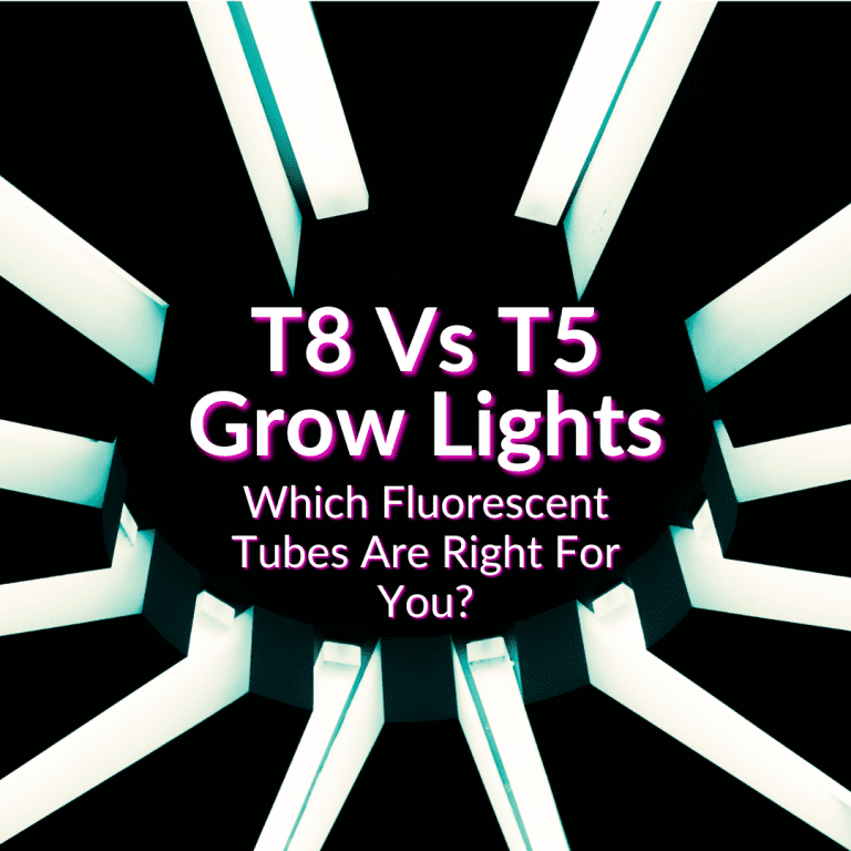 T8 Vs T5 Grow Lights (Which Fluorescent Tubes Are Right For You?)