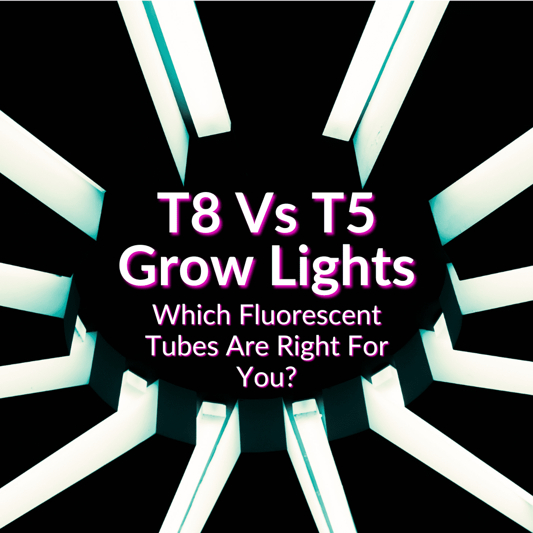 T8 Vs T5 Grow Lights Which Fluorescent