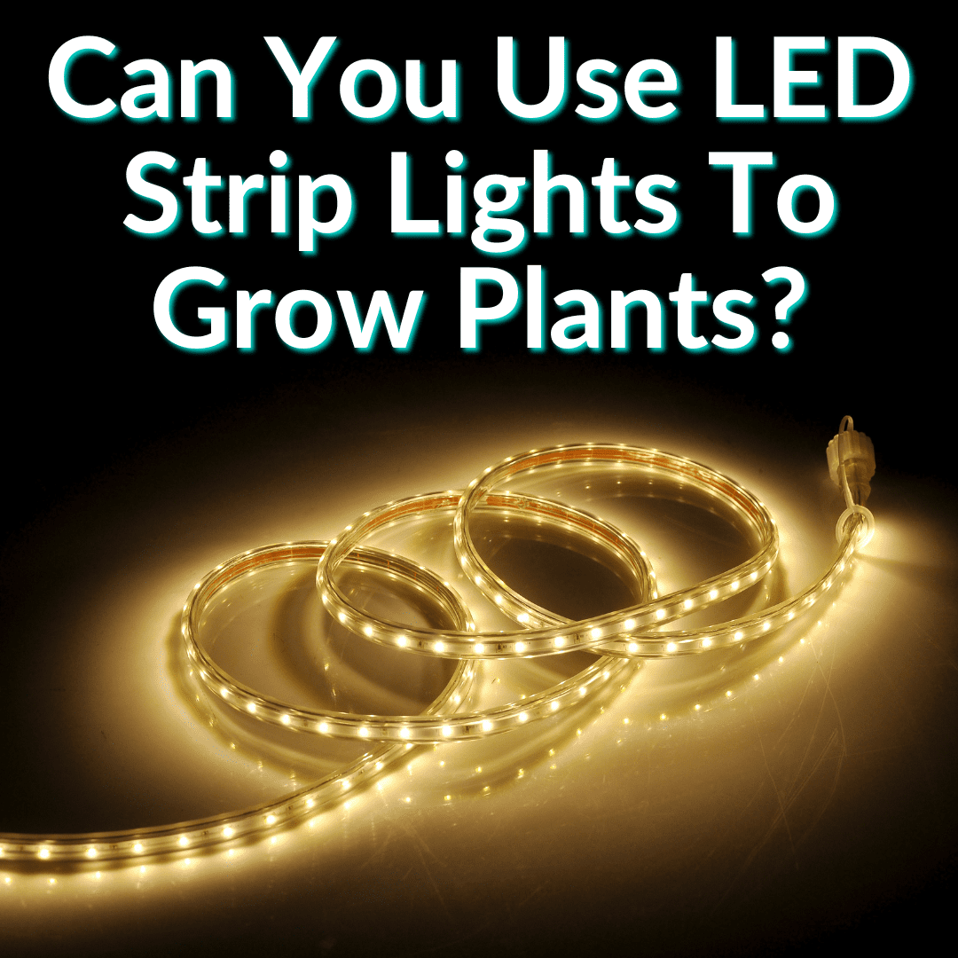 Can You Use LED Strip Lights To Grow Plants