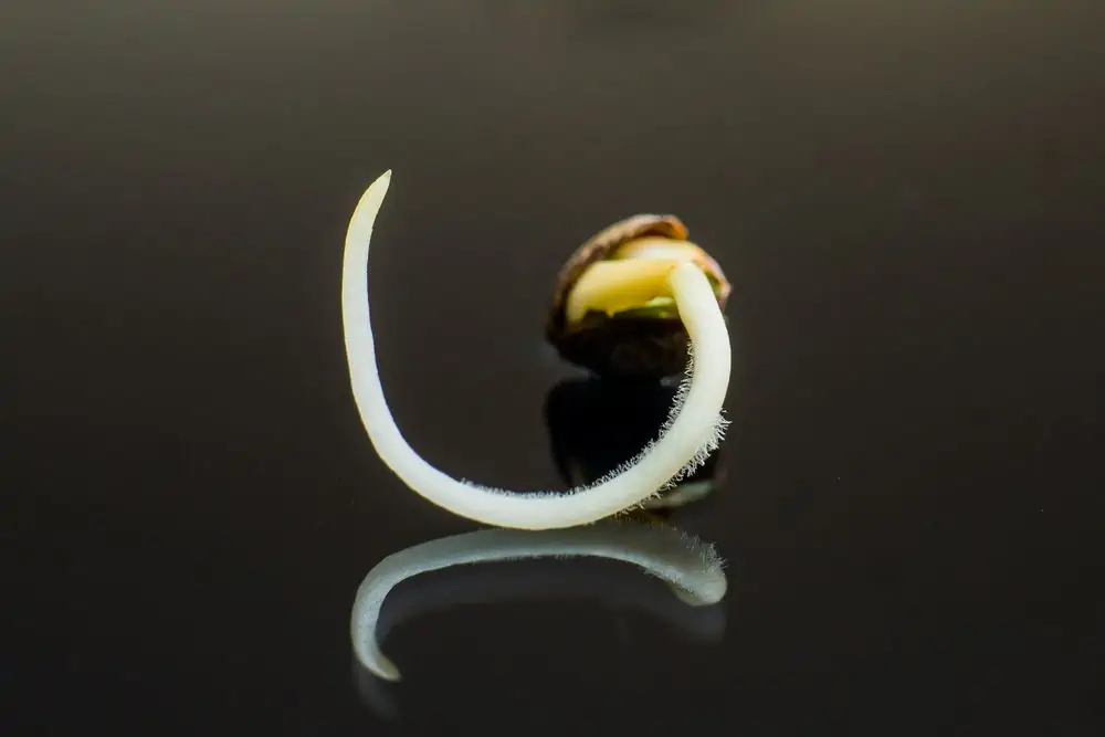 germinated cannabis seed with taproot