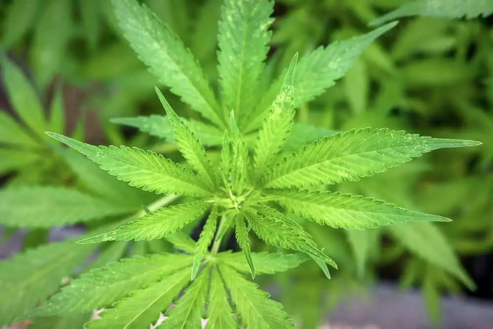 marijuana leaves curling up from heat stress