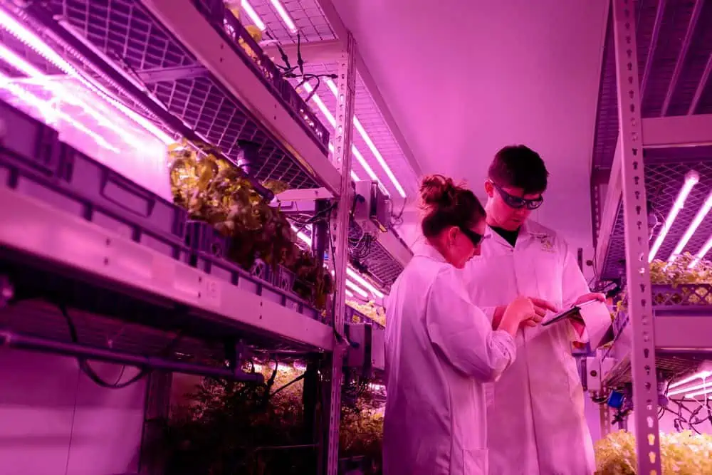 growers wearing glasses to protect eyes from led grow lights