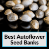 Best Autoflower Seed Banks