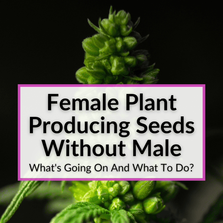 Female Plant Producing Seeds Without Male (What's Going On And What To Do?)