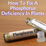 How To Fix Phosphorus Deficiency In Plants