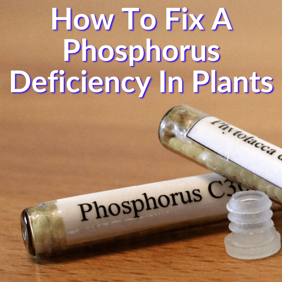How To Fix Phosphorus Deficiency In Plants