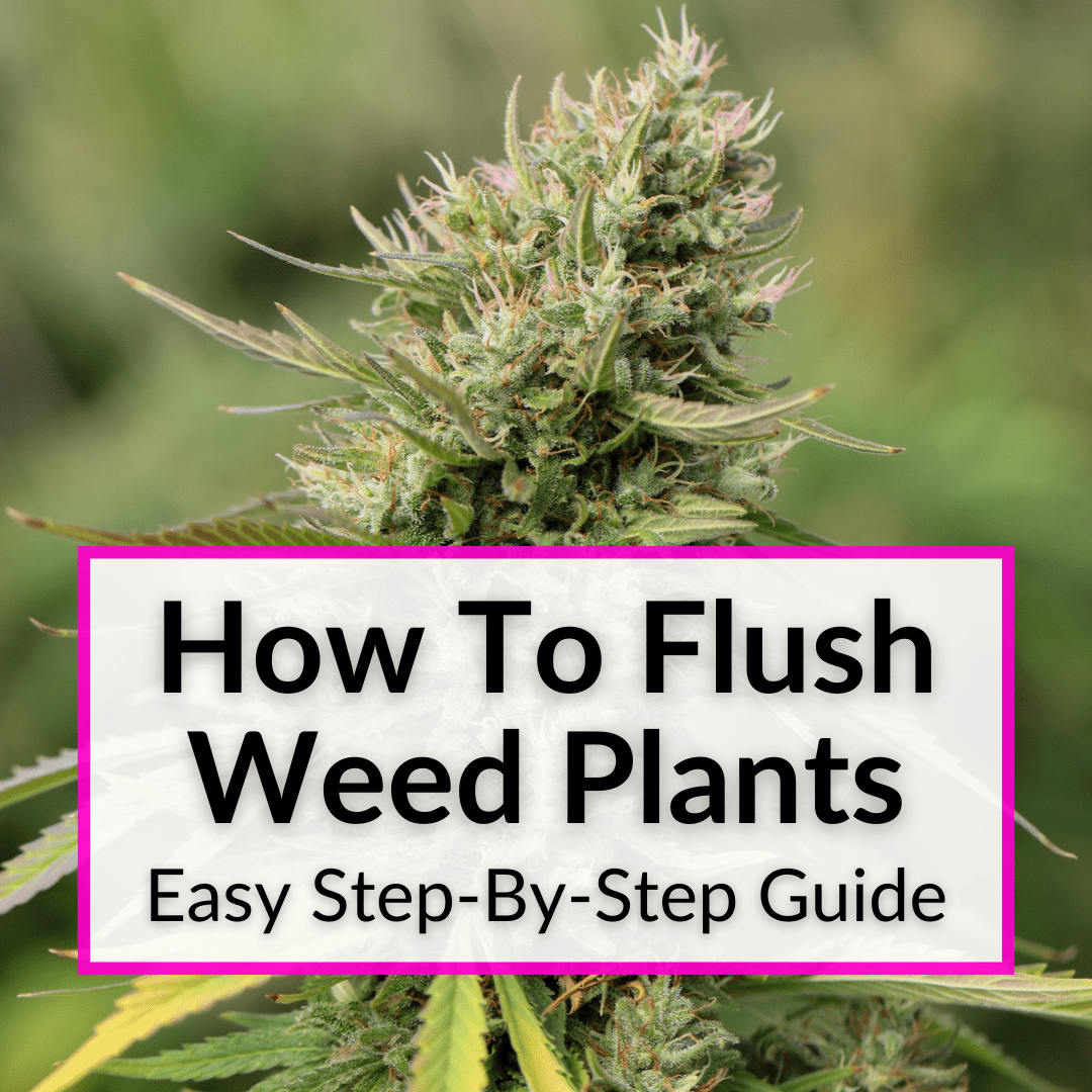 How To Flush Weed Plants
