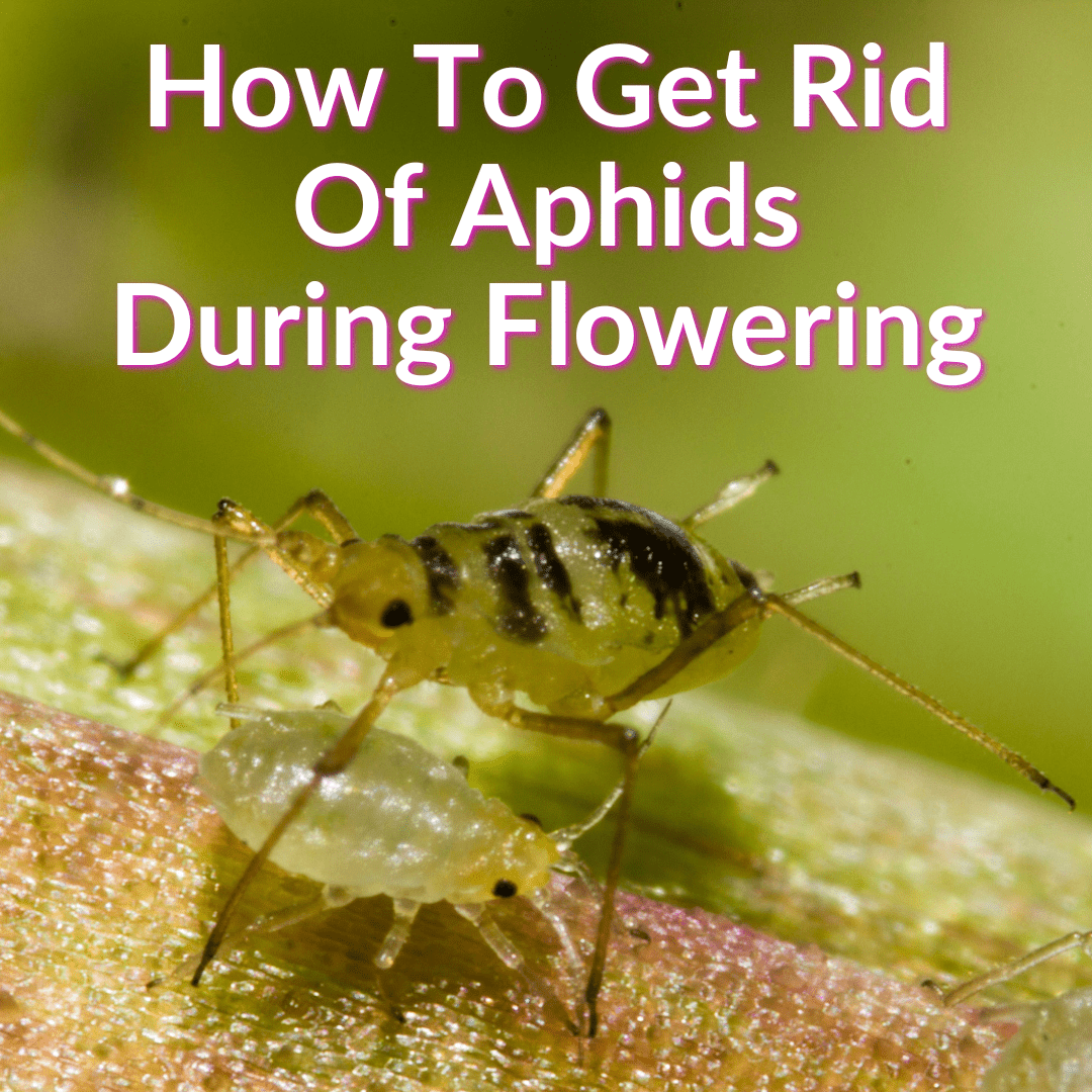 How To Get Rid Of Aphids During Flowering