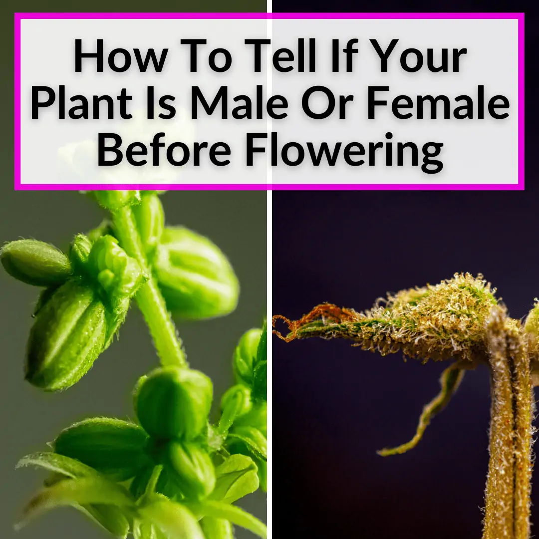 How To Tell If Your Plant Is Male Or Female Before Flowering