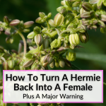 How To Turn A Hermie Back Into A Female