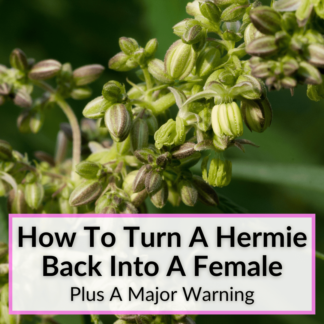 How To Turn A Hermie Back Into A Female