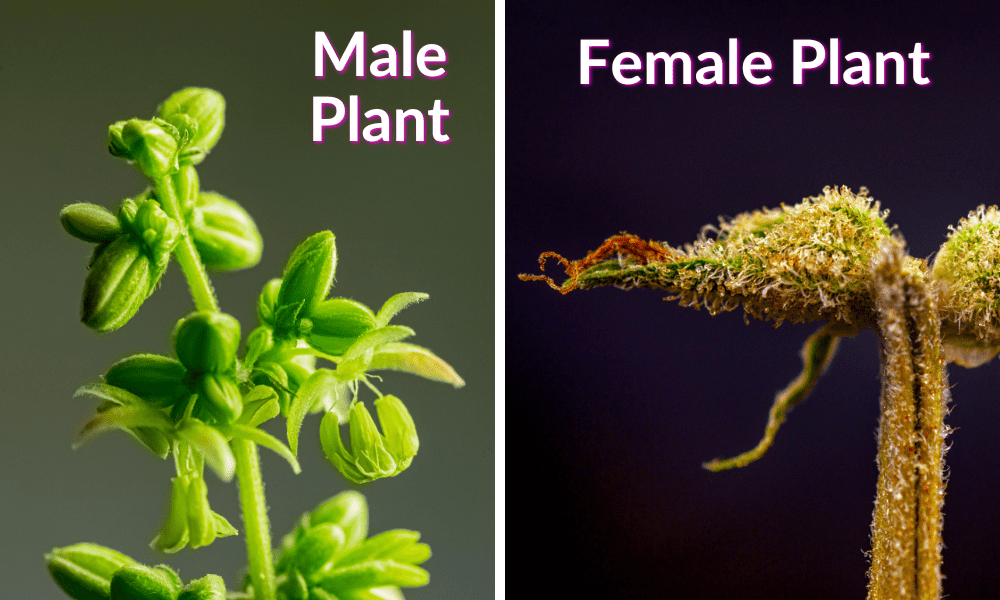 male and female weed plants compared
