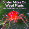 Spider Mites On Weed Plants