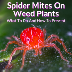 Spider Mites On Weed Plants