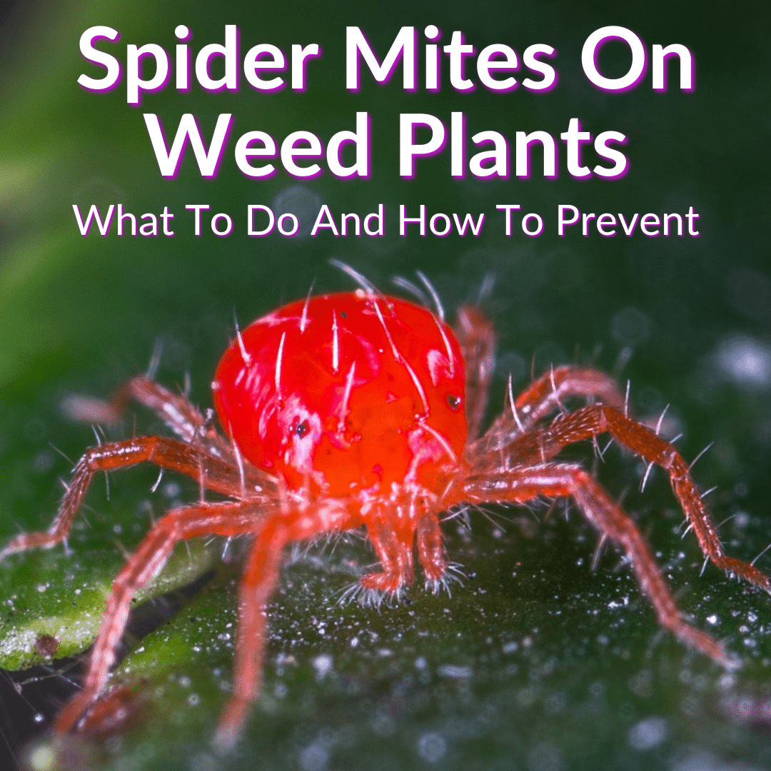 Spider Mites On Weed Plants