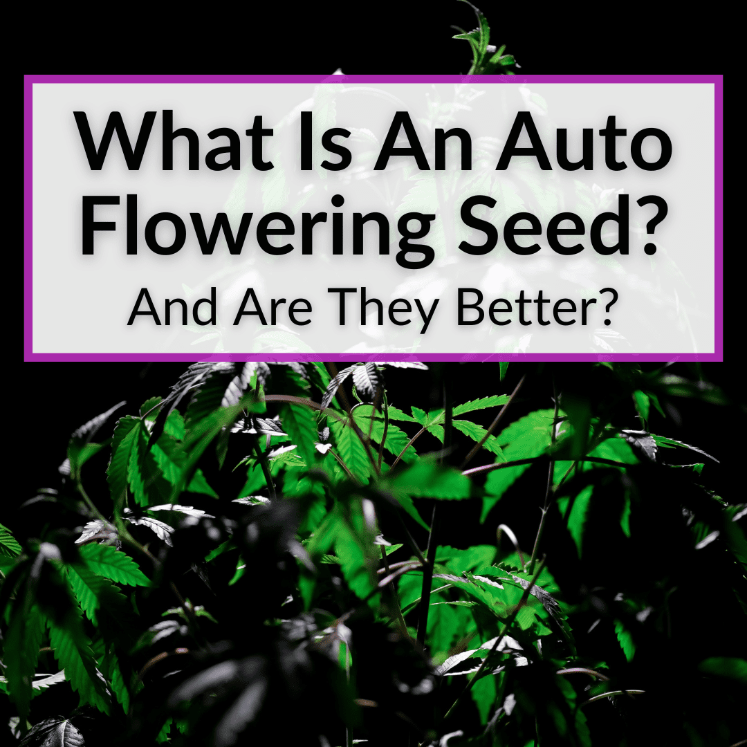 What Is An Auto Flowering Seed