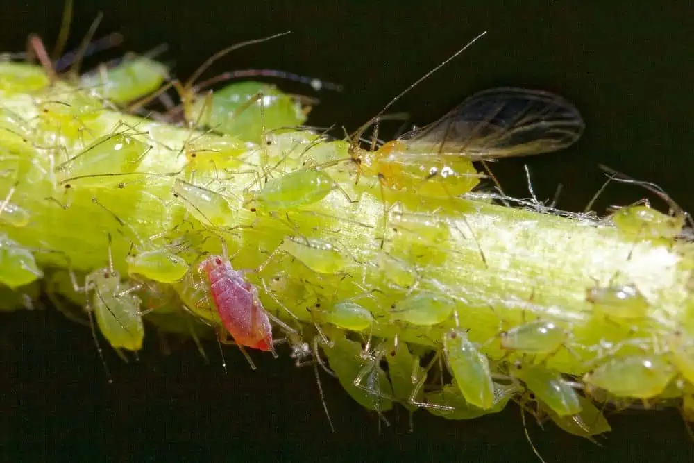 aphids on stem of plant
