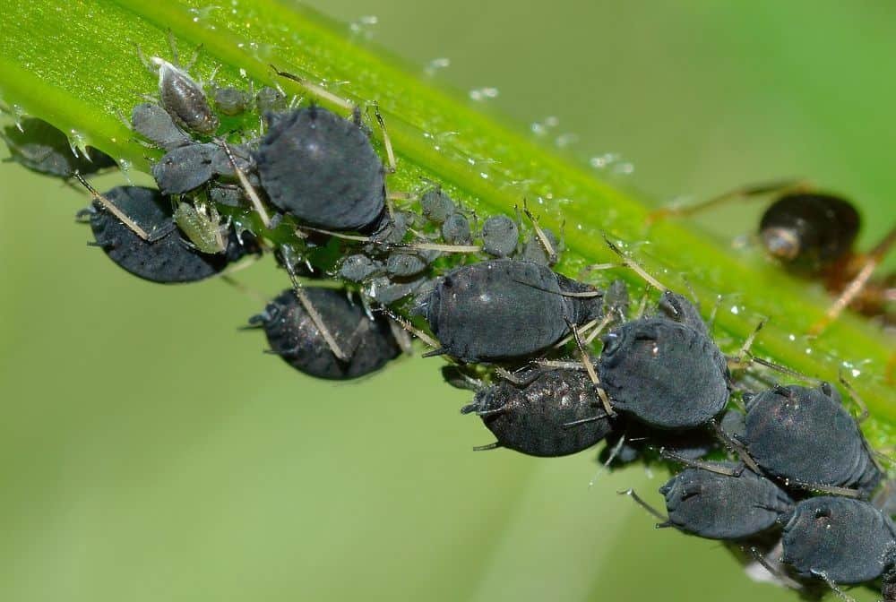 aphids on flowering weed plant