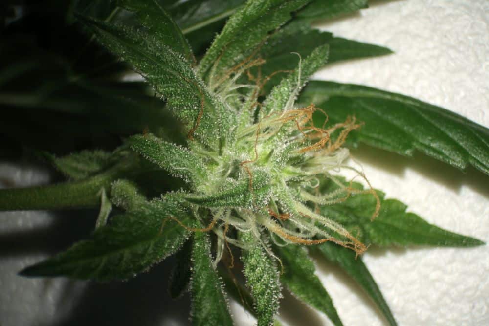 pistils on flowering site of female marijuana plant